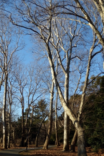 s-2011 Jan18 079.jpg