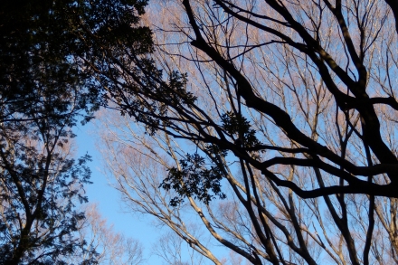 s-2011 Jan18 105.jpg