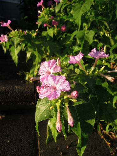 s-DSCN4994.jpg