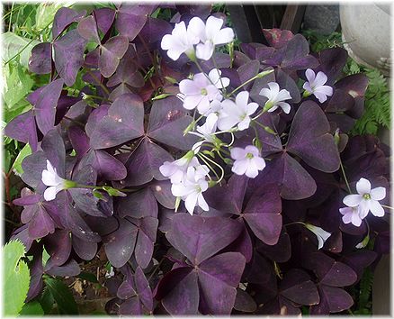 紫三角葉オキザリス 小さな庭と花々