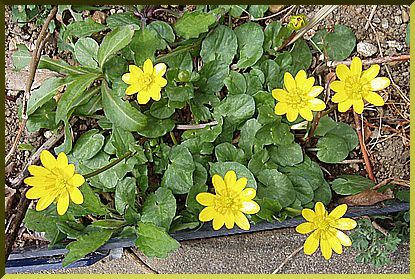 黄色の春の花 小さな庭と花々