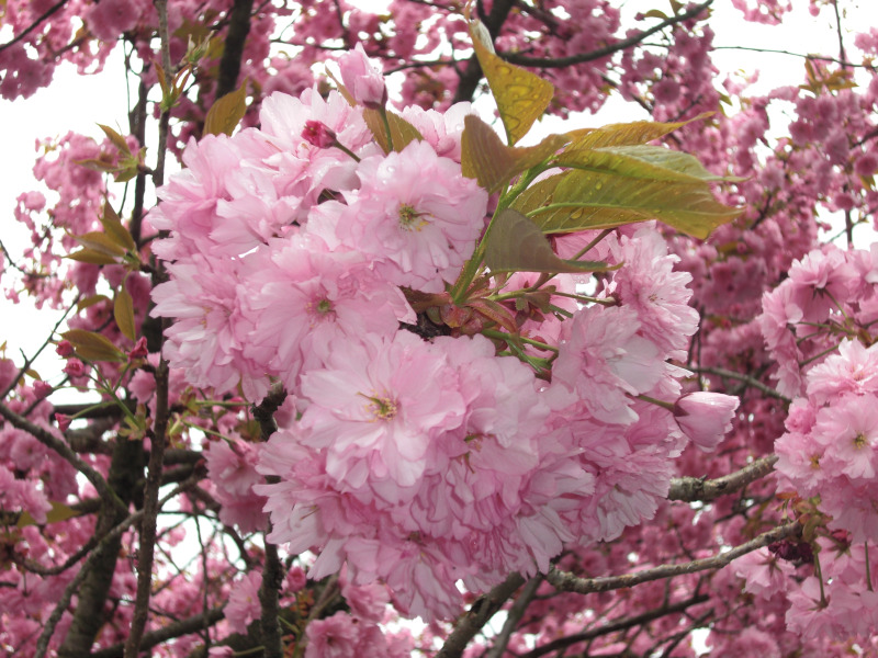 2150八重桜(7).jpg