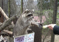 エサに貪欲なアライグマ一家