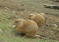エサを食べるプレーリードッグたち