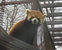 大好きなレッサーパンダ