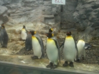 ペンギンは何種類もいました