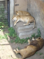 暑さでダルダルのライオンの親子