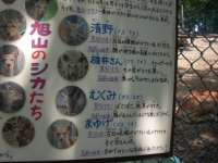 シカの命名センスも面白い!