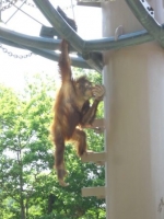 おやつを食べにオリを移動するオラウータン