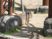 やはり暑くてダルダルのカピパラ