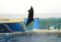 湘南の海をバックにジャンプするイルカ