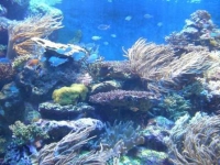 カラフルなお魚やイソギンチャクもいます