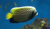 マザーボード風のお魚