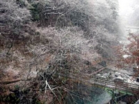 まるで綿毛のような雪がいっぱい