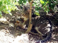 植え込みにいた猫ちゃん