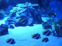 お魚たち1