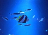 お魚たち2