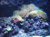 お魚たち3