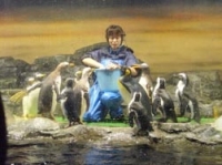 ペンギンの餌付け