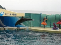新江ノ島水族館のイルカショー