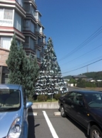 少し早いクリスマスツリー