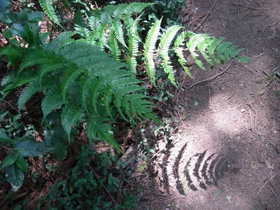 RIMG1334.JPG