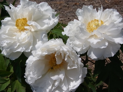RIMG0976.JPG