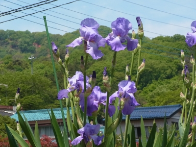 RIMG0981.JPG