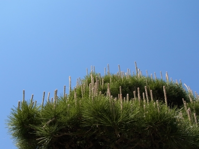 RIMG0963.JPG