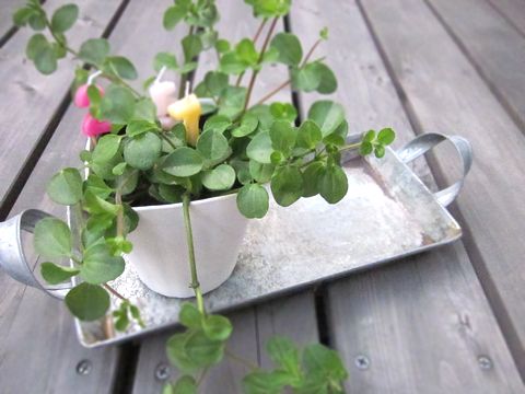 観葉植物用受け皿としても