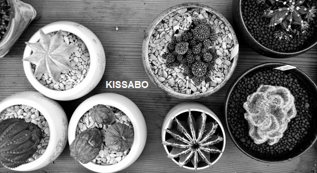 KISSABO.JPG