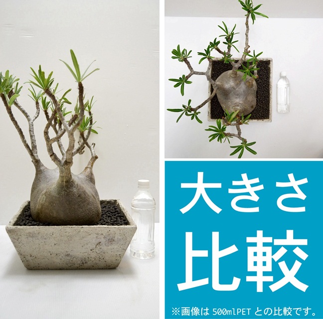 no.12105 多肉植物 パキポディウム属