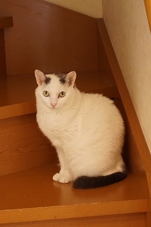お留守番ねこさん ミニーちゃん リロちゃん キャットシッター猫の森