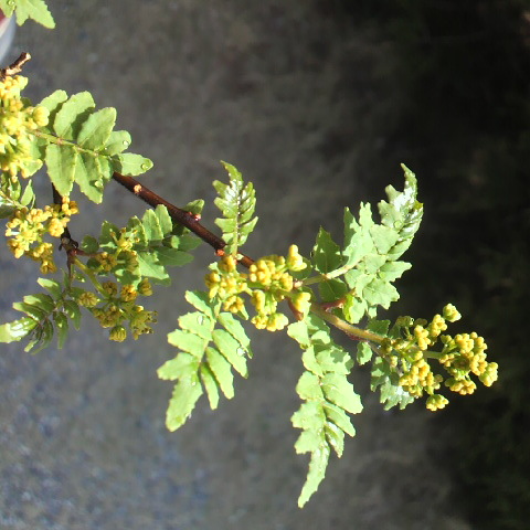 初夏を思わせる天気です 花山椒の佃煮作りやショウガを植えたりの畑仕事 鳳凰小屋の営業迄あと1週間になりました Blog Houougoya Jp