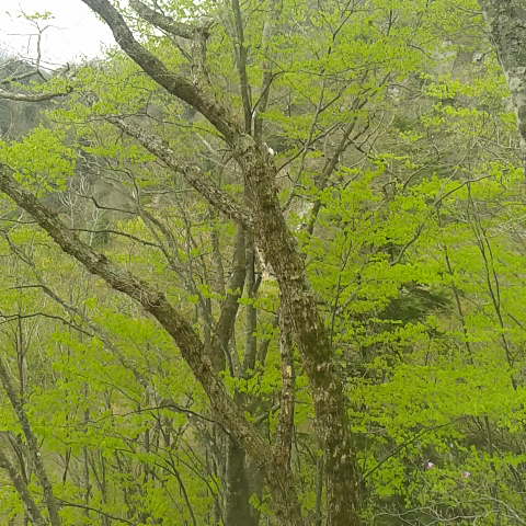 2019050612420000.jpg