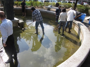 公会堂の池掃除