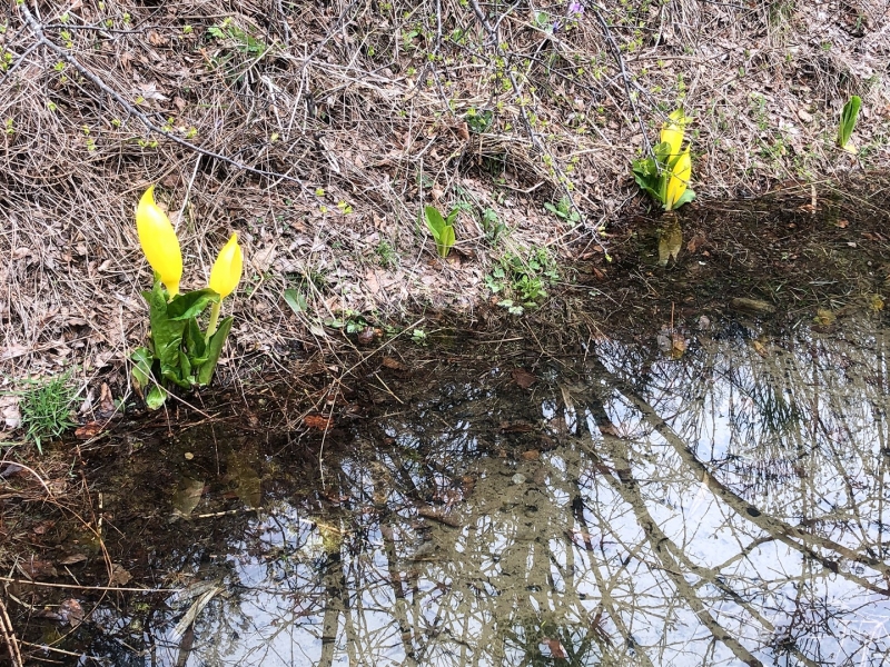 陽植園　黄色の水芭蕉