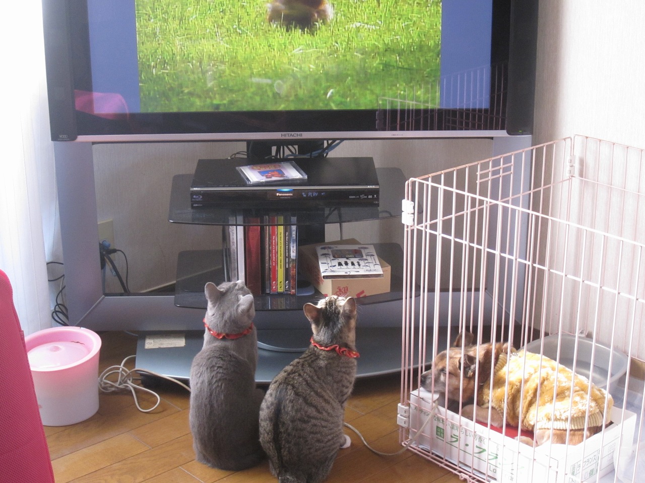 ゴロキーテレビ