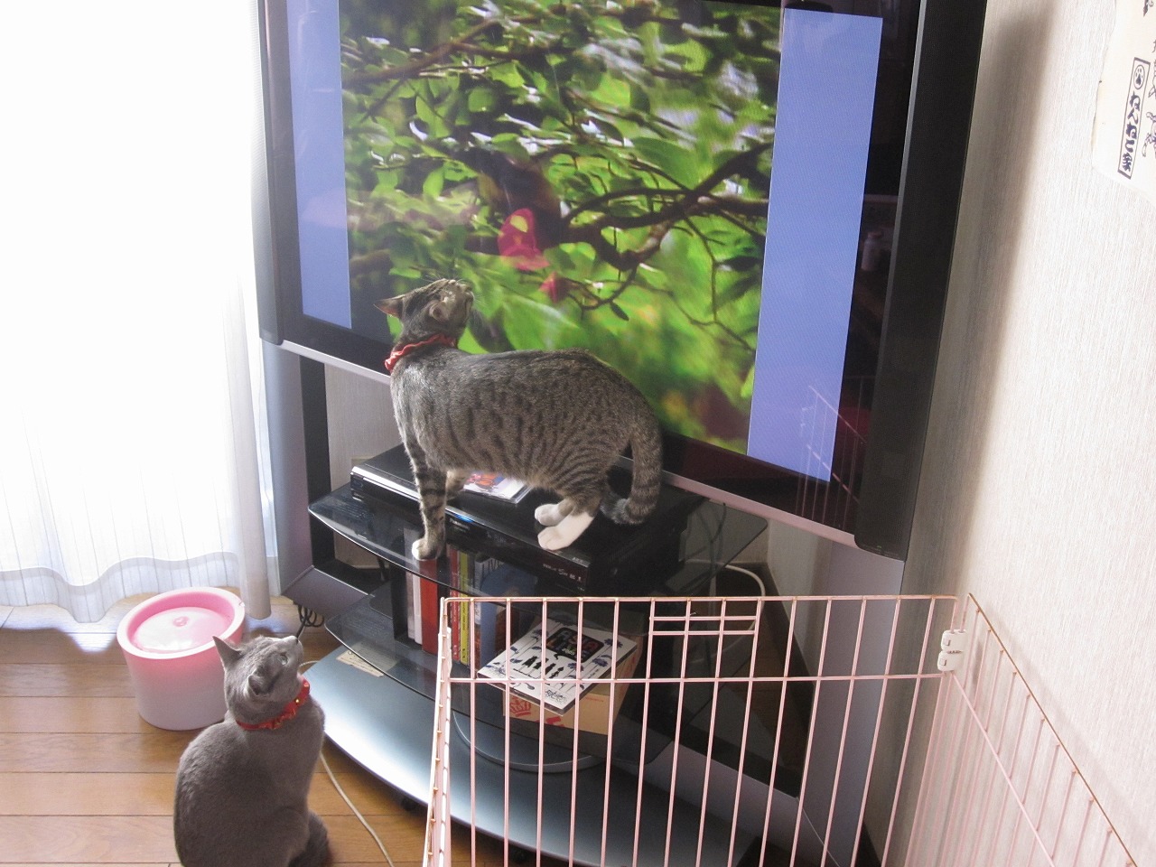 ゴロキーテレビ3