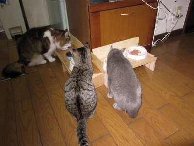 3ニャン食事