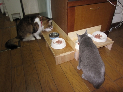 2ニャン食事