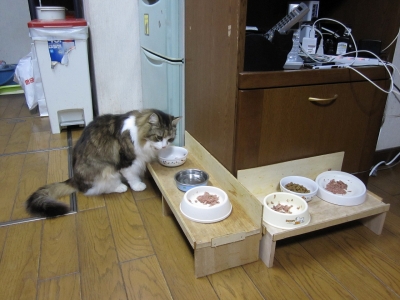 ネギ食事1