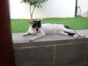 牛柄の猫