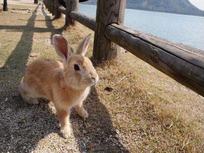 大久野島のうさぎ2