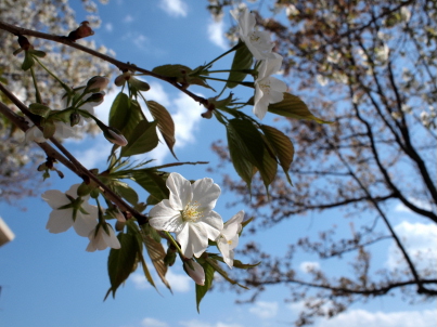 大久野島の桜1