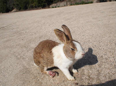 足をケガしたうさぎ