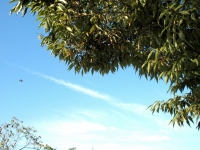 梅小路公園2010/9/18