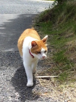 薄磯地区で会った猫2012年6月25日