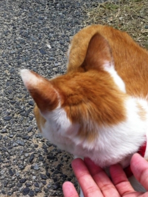 薄磯地区で会った猫2012年6月25日