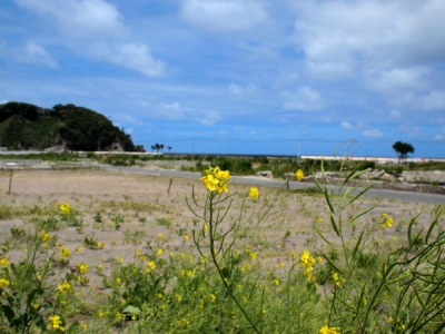 菜の花の咲く薄磯地区2012年6月25日
